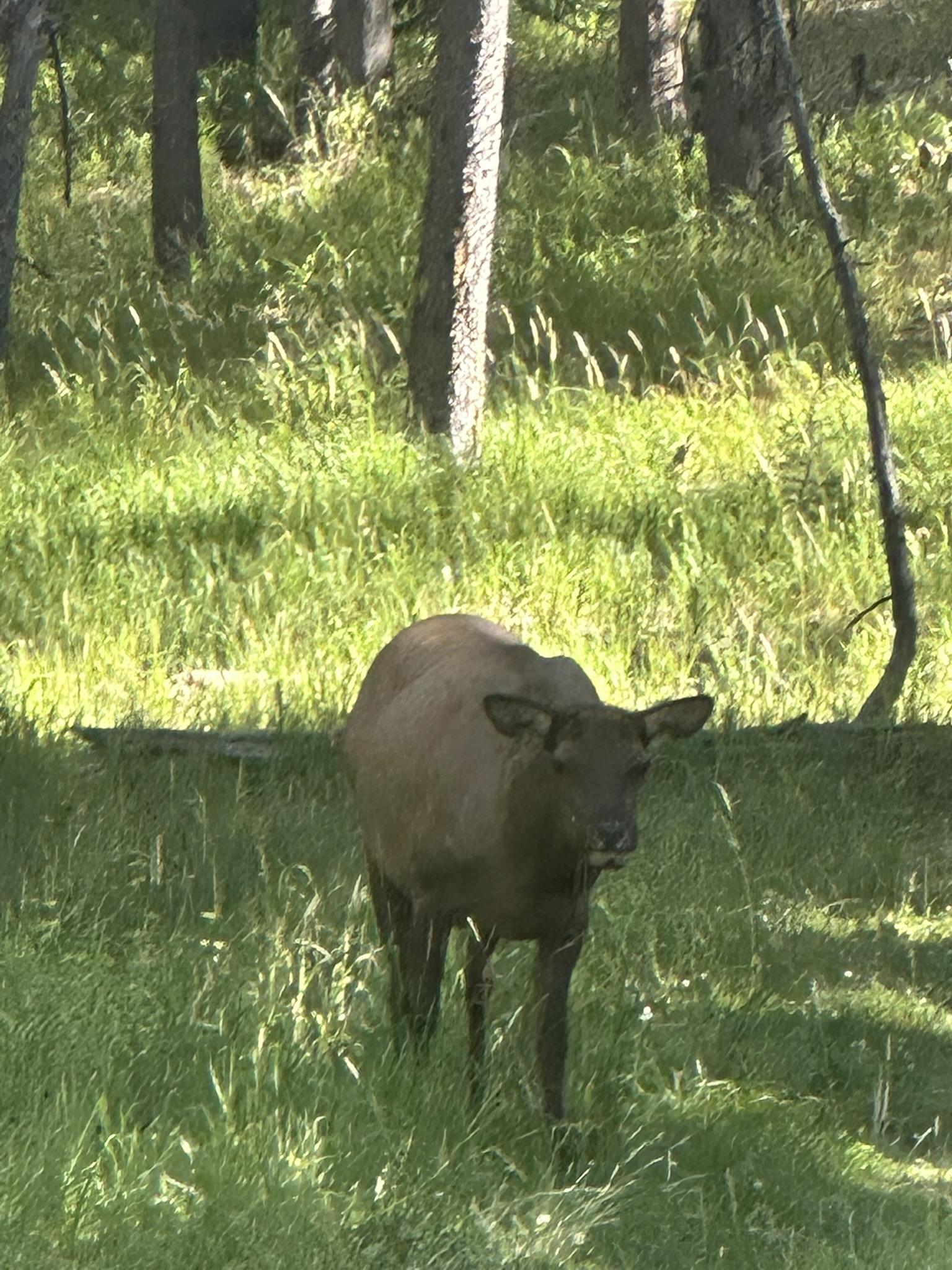Yellowstone And Grand Teton National Parks - Image 1468